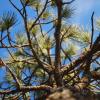 tree-from-below