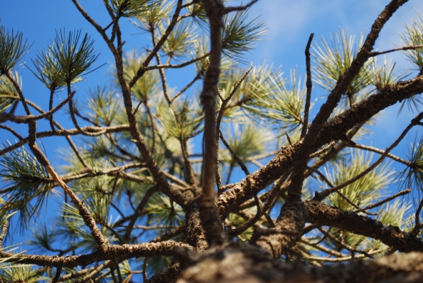 tree-from-below